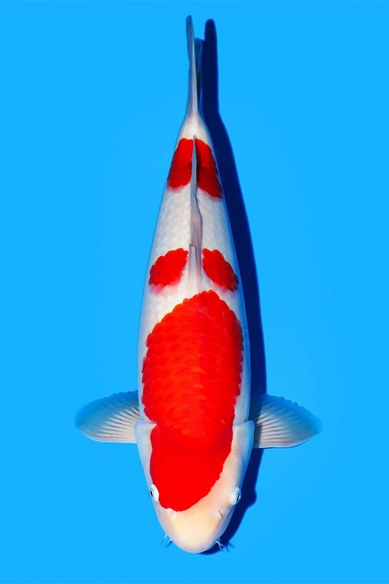 kohaku 250102V azuk