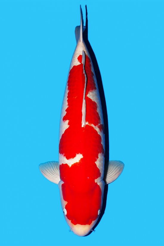 kohaku 250104V