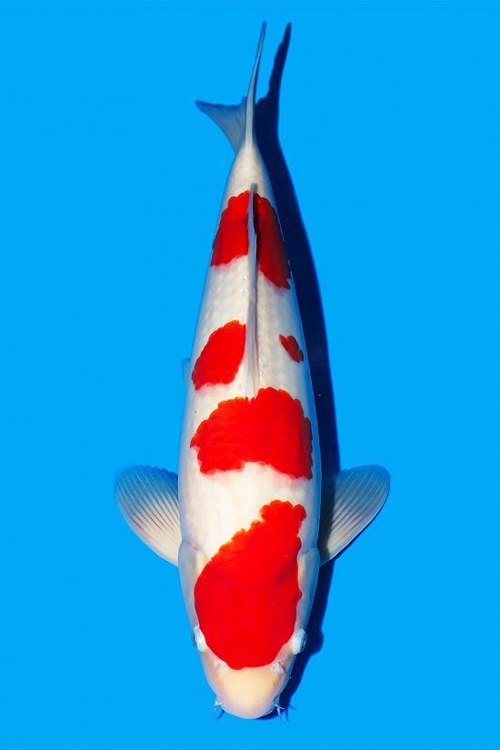 kohaku 250113V azuk