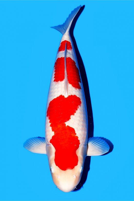 kohaku 250123V azuk