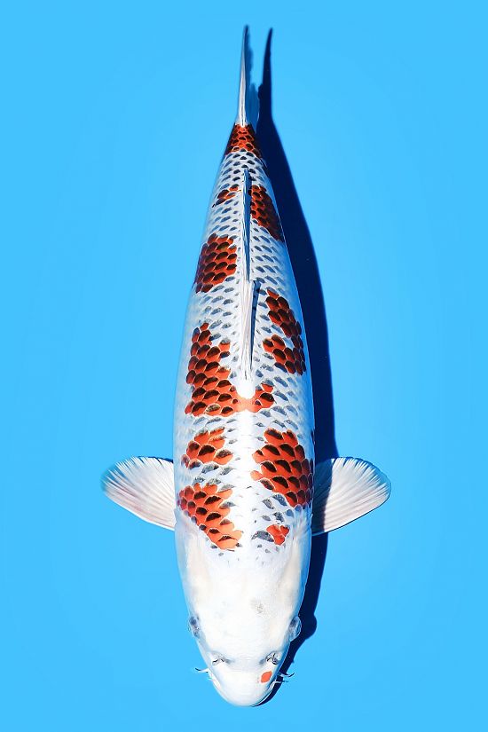 kujaku 240121V