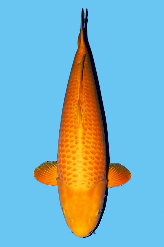 Mango karashigoi 240200V
