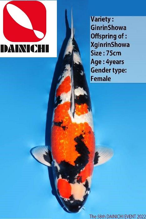 Dainichi Showa 230106V