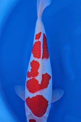 Kohaku 250111 azuk